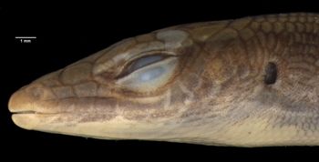 Media type: image;   Herpetology R-52117 Aspect: head lateral